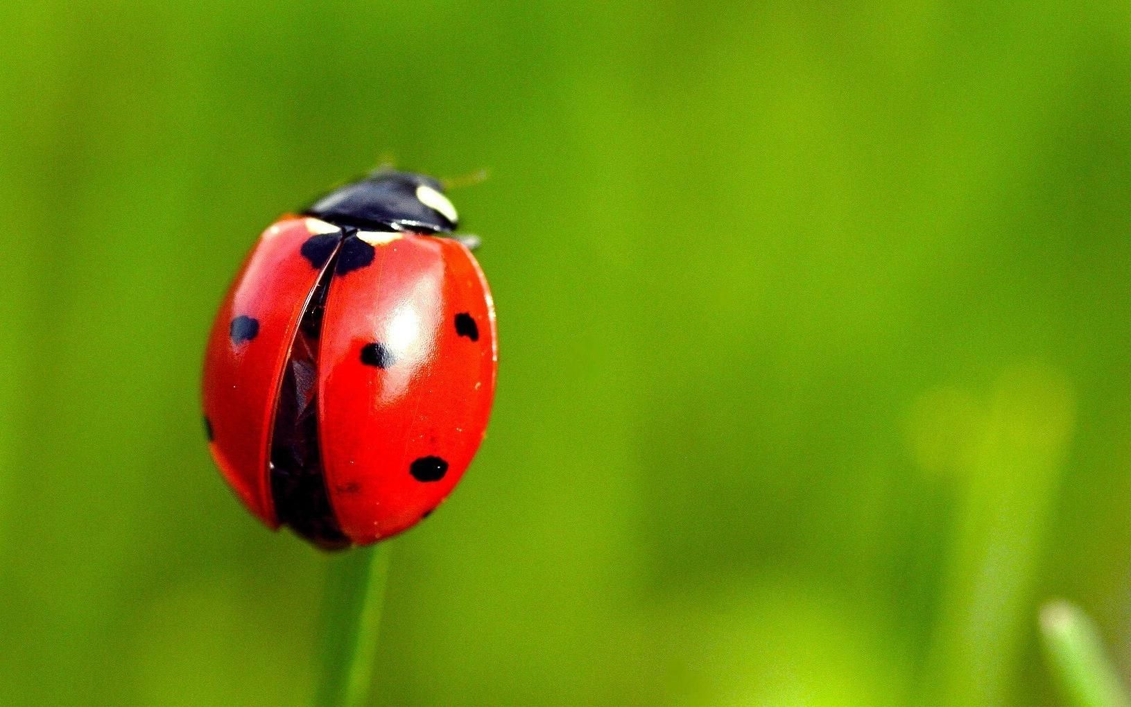 ladybug dream meaning, dream about ladybug. ladybug dream interpretation, seeing in a dream ladybug